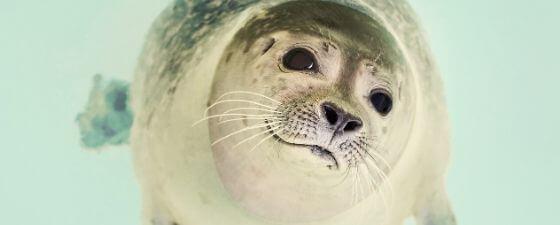 watch the seals live