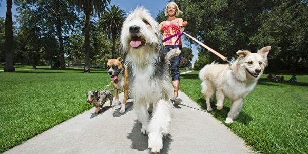 dog walking